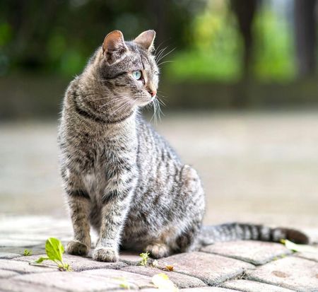 Lokalizator Gps Dla Kota Z Aplikacją Locon Cat Mini Zielony - zdjęcie 6