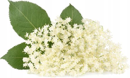 Berries Polska Bio Kwiat Bzu Suszony Suszony Kwiat Czarnego Bzu - zdjęcie 2