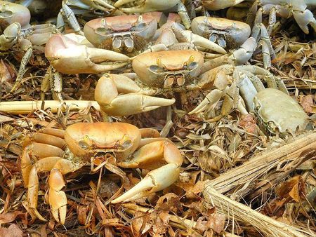 Princess Ocean's Bounty Mokra Karma Dla Kota Z Tuńczykiem I Krabem Dla Alegrików 400G - zdjęcie 5