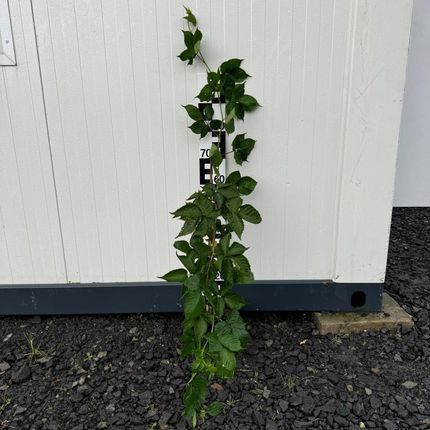 Szkółka Drzew I Krzewów Sprzedajemyrosliny Jeżyna Thornfree 3L - zdjęcie 2