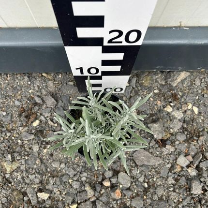 Szkółka Drzew I Krzewów Sprzedajemyrosliny Lawenda Grosso 0 5L - zdjęcie 2