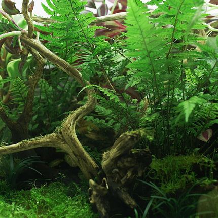 YOKUCHI HAISUI BASE 2L podłoże drenażowe do terrarium - zdjęcie 3