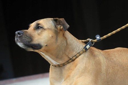 Kiwi Walker Rope Lead 2In1 Smycz Różowa - zdjęcie 3