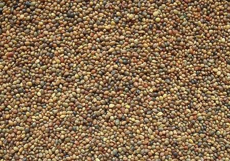 Granum Koniczyna Mikrokoniczyna Biała Drobnolistna 500G - zdjęcie 4