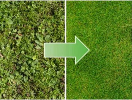 Substral Roundup Antymech Koncentrat 0,5L Na Trawniki Zwalcza Mech Z. Żelaza Natura - zdjęcie 3