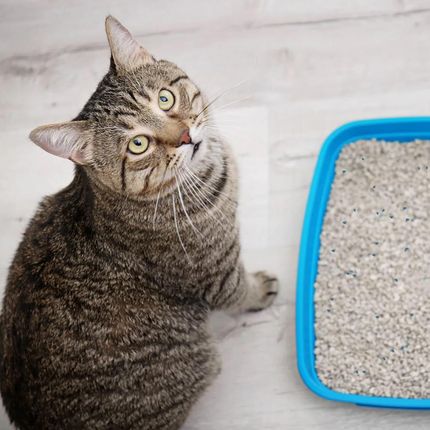 Hilton Cat Litter White Soap 5L Żwirek Biały Bentonitowy O Zapachu Mydła - zdjęcie 2