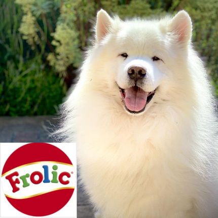 Frolic Sucha Karma Mini Dla Małych Psów Xs Z Wołowiną 800G - zdjęcie 2
