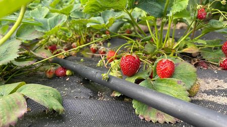 Linia Kroplująca Nawodnienie Kropelkowe Wąż Zestaw 100m 192 el XXL - zdjęcie 5