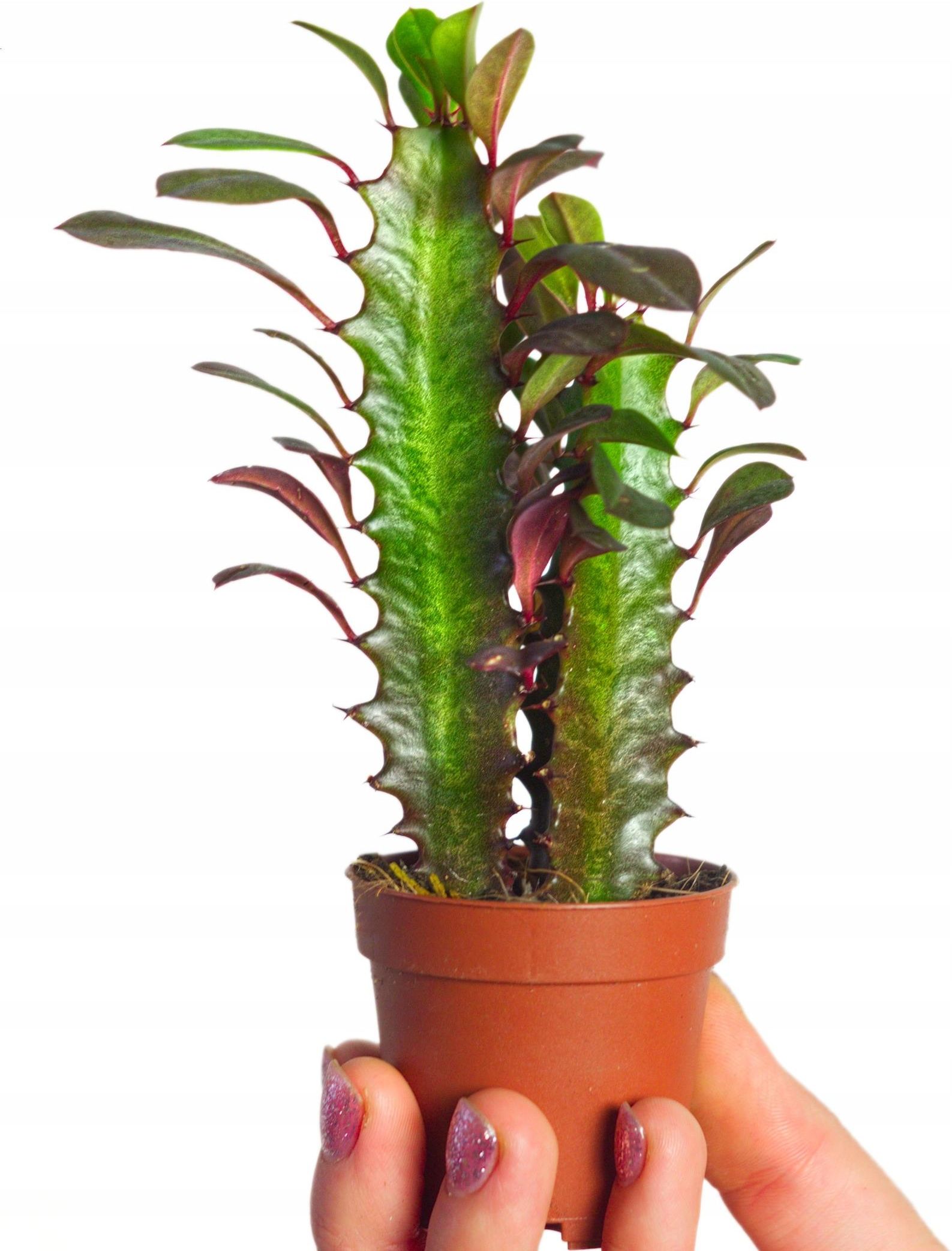 Euphorbia Trigona Rubra Bordowo Zielony Wilczomlecz Trójżebrowy Rozmiar