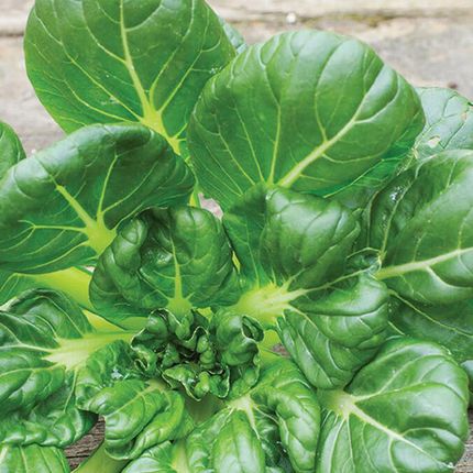 Nelson Garden Bio Kapusta Tatsoi Ciemnozielona Nasiona - zdjęcie 3