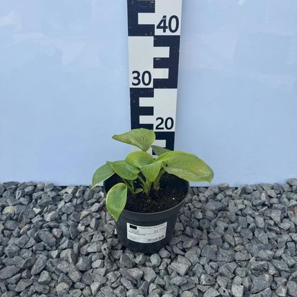 Hosta Elegans2L - zdjęcie 3