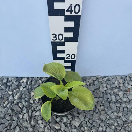 Hosta Elegans2L - zdjęcie 2