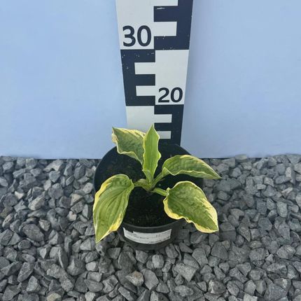 Hosta Wide Brim2L - zdjęcie 3