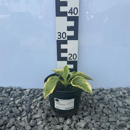 Hosta Wide Brim2L - zdjęcie 2