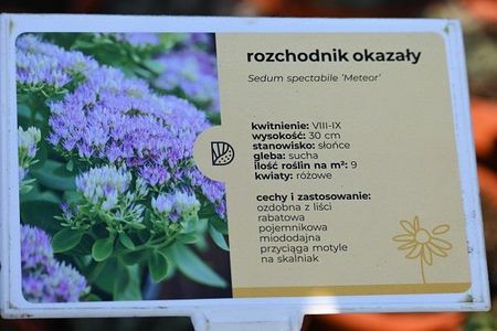 Rozchodnik Okazały Meteor Na Skalniak - zdjęcie 5