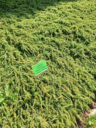 Jałowiec Pospolity Green Carpet Na Skalniak - zdjęcie 4