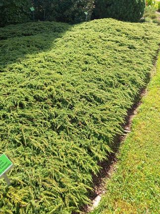 Jałowiec Pospolity Green Carpet Na Skalniak - zdjęcie 3