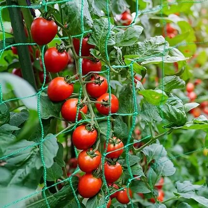 Wytrzymała Siatka Ogrodowa Na Pnącza Pomidorów Ogórków 1,8 X 5 M - zdjęcie 4