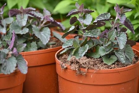 Kłosowiec Morello Agastache - zdjęcie 4