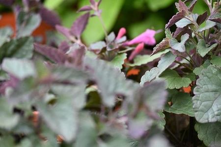 Kłosowiec Morello Agastache - zdjęcie 2