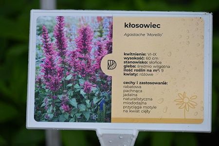 Kłosowiec Morello Agastache - zdjęcie 3
