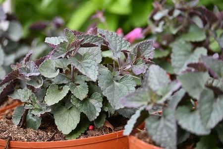 Kłosowiec Morello Agastache - zdjęcie 5