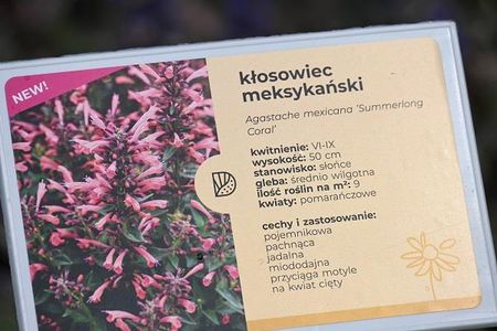 Kłosowiec Meksykański Summ erlong Coral Agastache Mexicana - zdjęcie 5