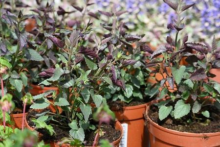 Kłosowiec Meksykański Summ erlong Coral Agastache Mexicana - zdjęcie 3