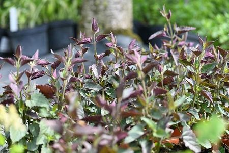 Kłosowiec Meksykański Summ erlong Coral Agastache Mexicana - zdjęcie 2