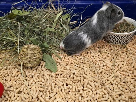 Żwirek Drewniany Dla Kota Ikrólika Świnki Gryzoni Naturalny Pellet Eko 15Kg 1823133765 - zdjęcie 2