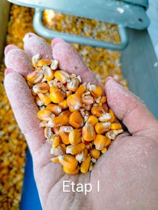 Żwirek Kukurydziany Gruboziarnisty Ekotek 25L Dla Kotów 15kg Plus 1818372829 - zdjęcie 6