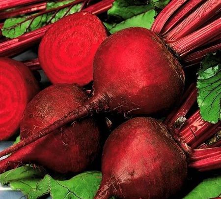 Nasiona Burak Ćwikłowy Ceryl 24G Spójnia 700039 - zdjęcie 2
