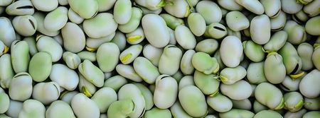 Nasiona Bób Bizon 50G Plantico 407541 - zdjęcie 2