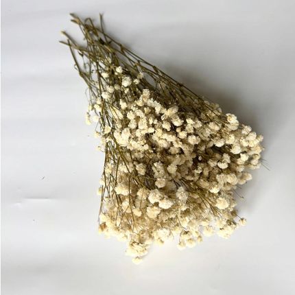 Gipsówka Stabilizowana 50G Biała 1825177678 - zdjęcie 2