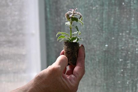 Pysznogłówka Ogrodowa Sugar Buzz Blue Moon Monarda Hybrida - zdjęcie 3