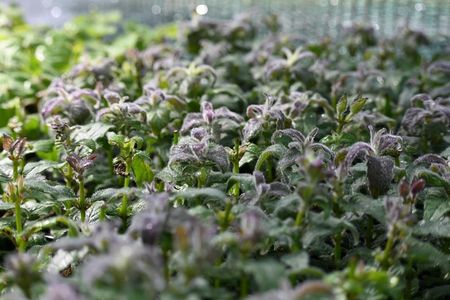 Pysznogłówka Ogrodowa Sugar Buzz Blue Moon Monarda Hybrida - zdjęcie 2