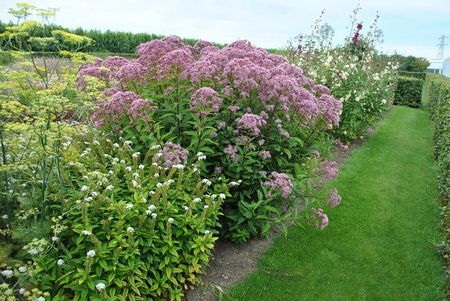 Sadziec Baby Joe Eupatorium Maculatum - zdjęcie 5