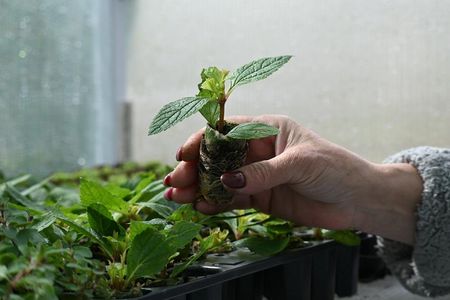 Sadziec Baby Joe Eupatorium Maculatum - zdjęcie 4
