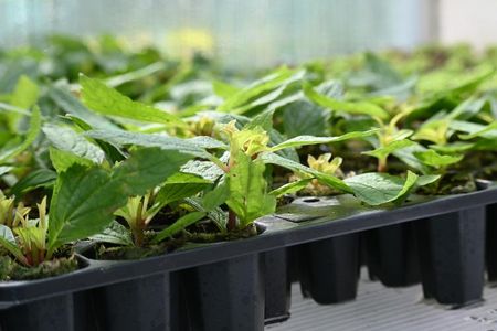 Sadziec Baby Joe Eupatorium Maculatum - zdjęcie 3