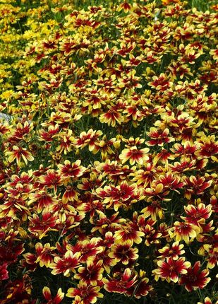 Nachylek Okółkowy Bengal Tiger Coreopsis Verticillata - zdjęcie 3