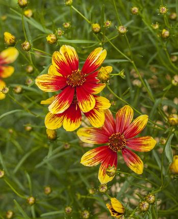 Nachylek Okółkowy Bengal Tiger Coreopsis Verticillata - zdjęcie 2