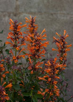 Kłosowiec Kudos Mandarin Agastache Hybrida - zdjęcie 5