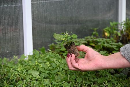 Kłosowiec Kudos Mandarin Agastache Hybrida - zdjęcie 3