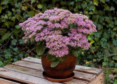 Rozchodnik Okazały Hot Stuff Sedum Spectabile - zdjęcie 4