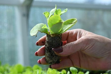 Rozchodnik Okazały Hot Stuff Sedum Spectabile - zdjęcie 3
