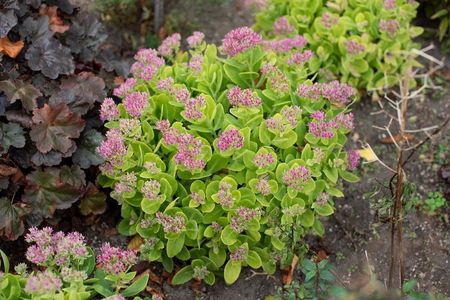 Rozchodnik Okazały Hot Stuff Sedum Spectabile - zdjęcie 2