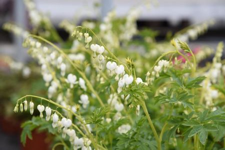 Serduszka Okazała Alba Dicentra Spectabilis - zdjęcie 3