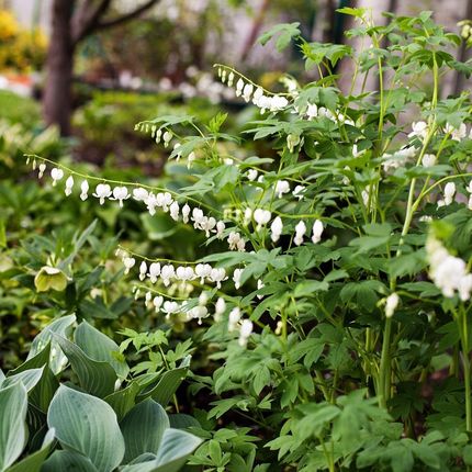 Serduszka Okazała Alba Dicentra Spectabilis - zdjęcie 4