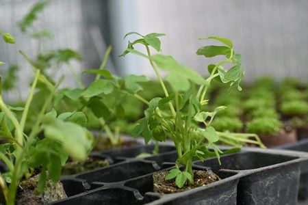 Serduszka Okazała Alba Dicentra Spectabilis - zdjęcie 5