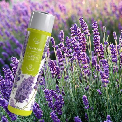 Over Zoo Aroma Wash Szampon Lawendowy Dla Psów 250ml - zdjęcie 2